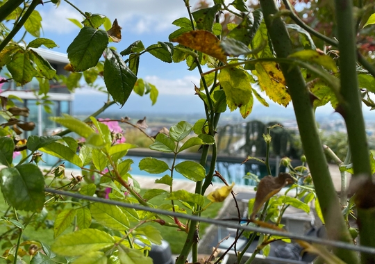Naturpool im Grünen