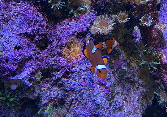 Anemonenfische mit Nachwuchs betreiben gemeinsam Brutpflege