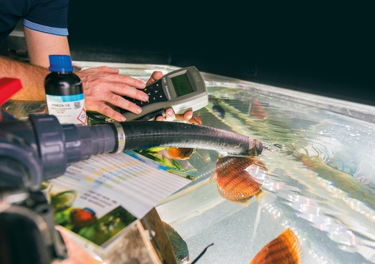 Zentral sind die Wasserwerte: im Aquarium, Naturpool oder Gewässer