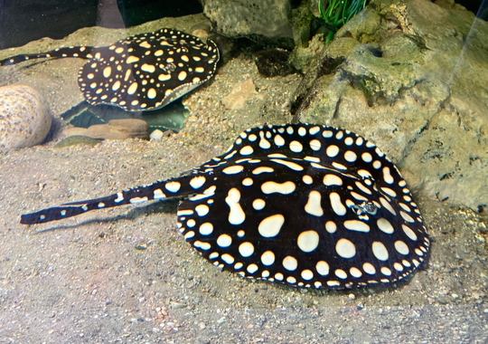 Außergewöhnliche Fische diese Süßwasser-Stechrochen