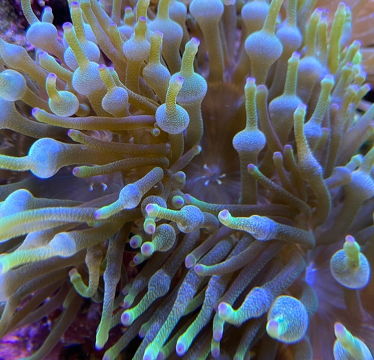 Zauberhaft diese Anemonen